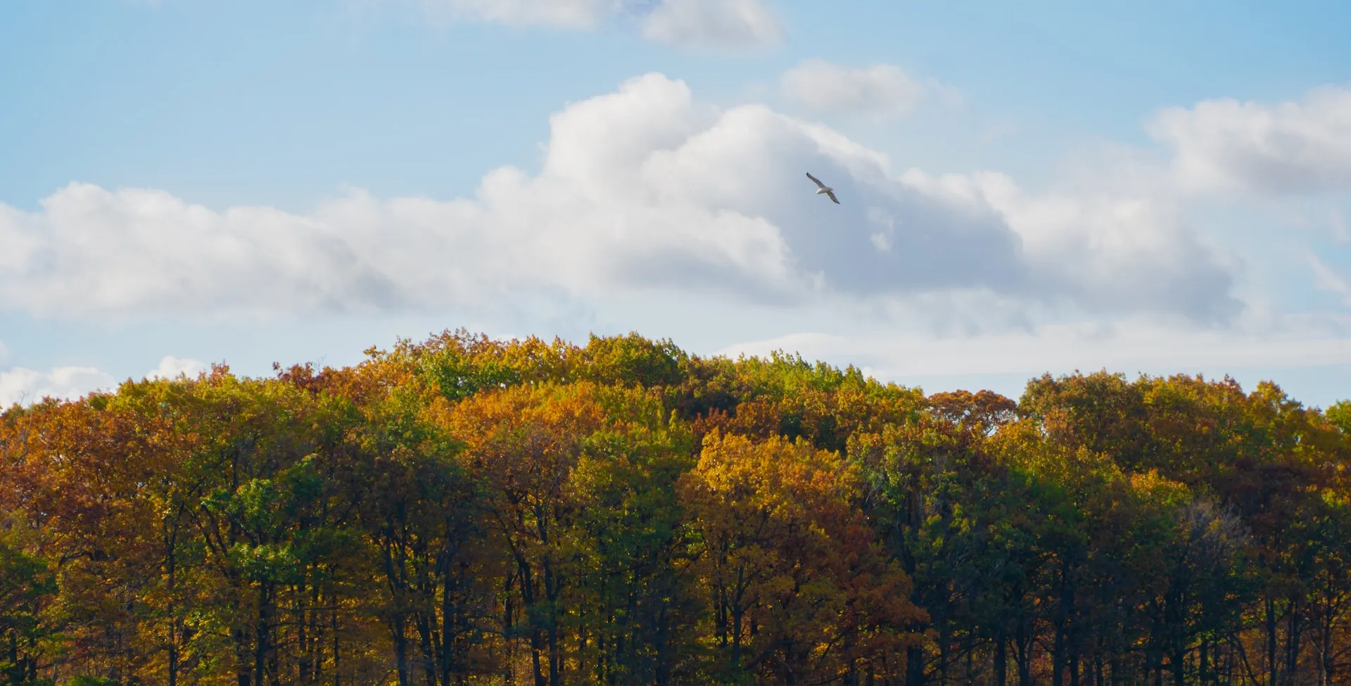 Bird flying over autumn trees at Devil's Hole.